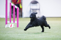 Justiina (kuva koirakuvat.fi)