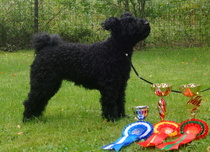 Noisy Dog's Fadette, "Justiina"