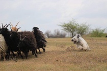 Elmo (kuva Dogheart)