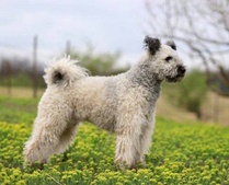 Árkosligeti Kócos Gomolya, "Elmo" (kuva Dogheart)